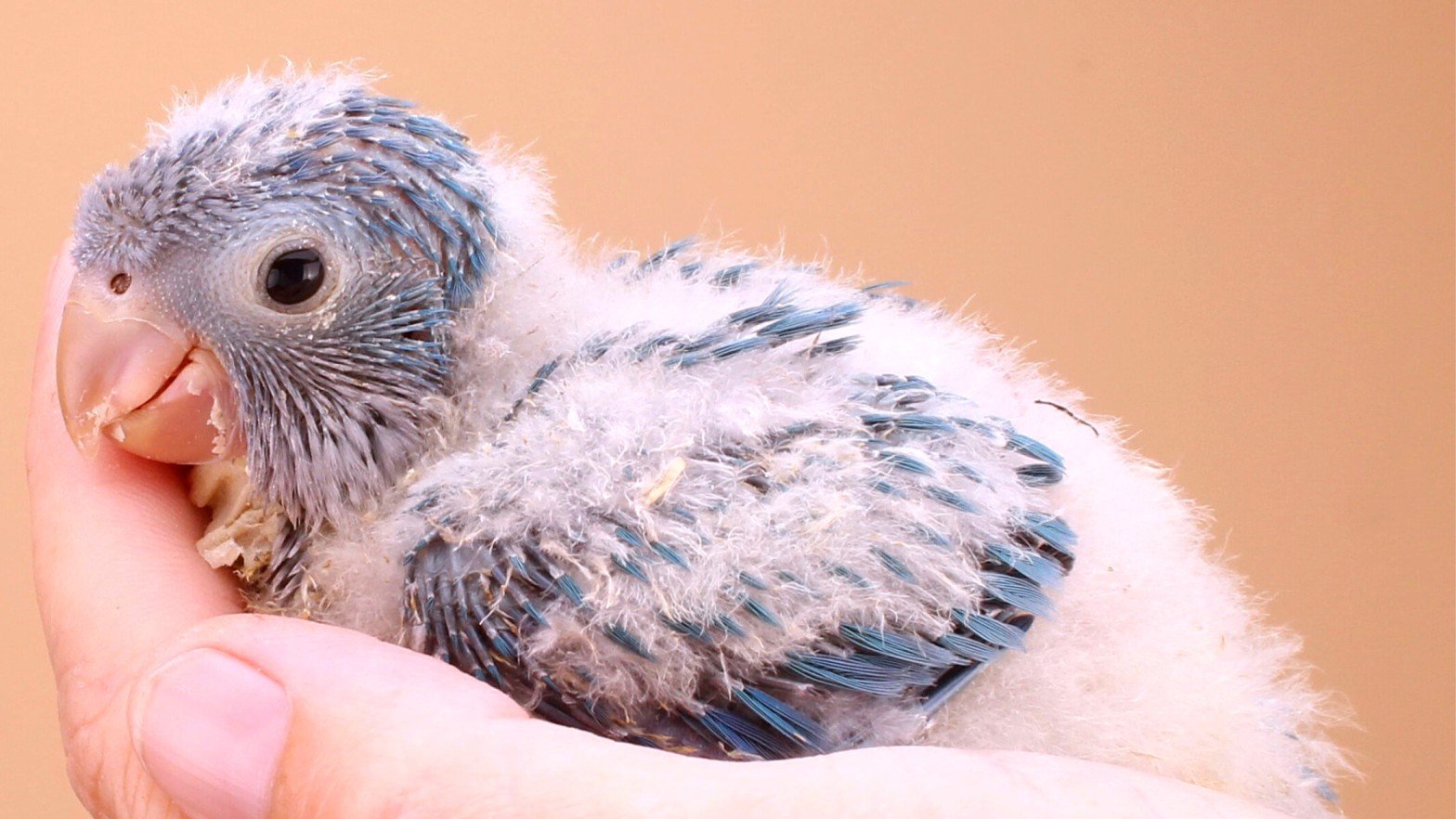 Baby African Grey Parrot