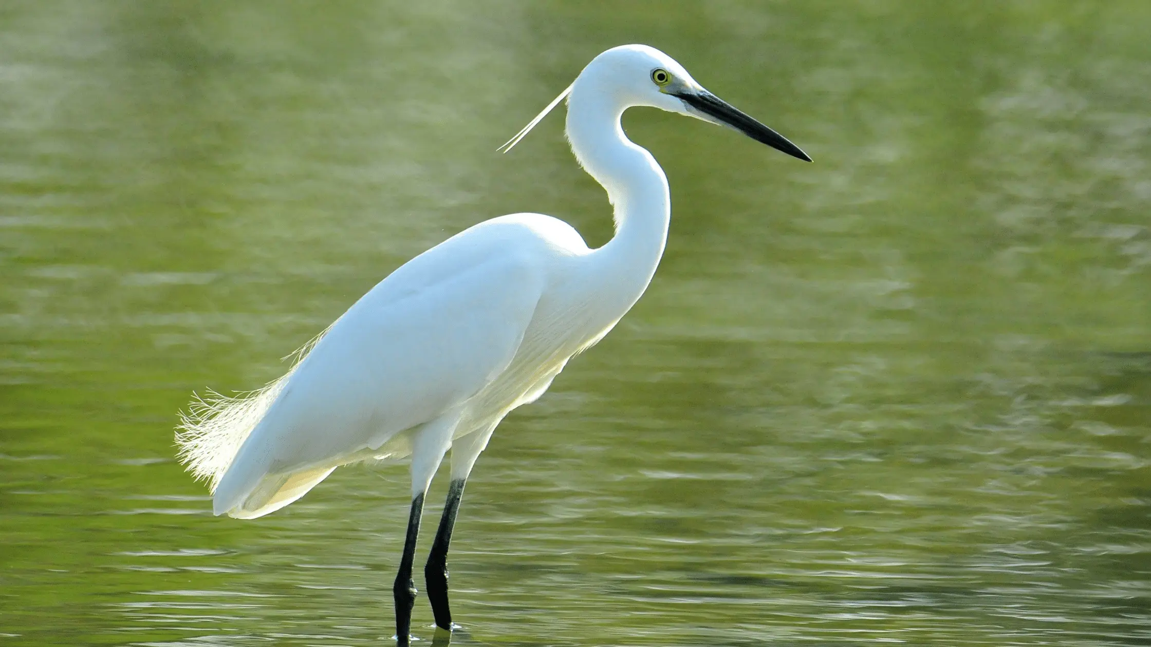 An Egret