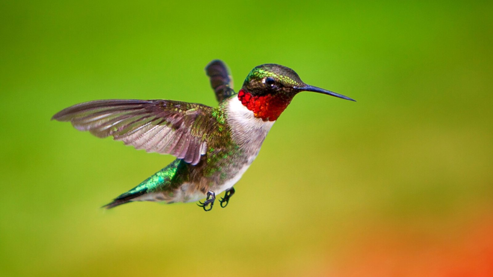 Ruby Throated Hummingbird 