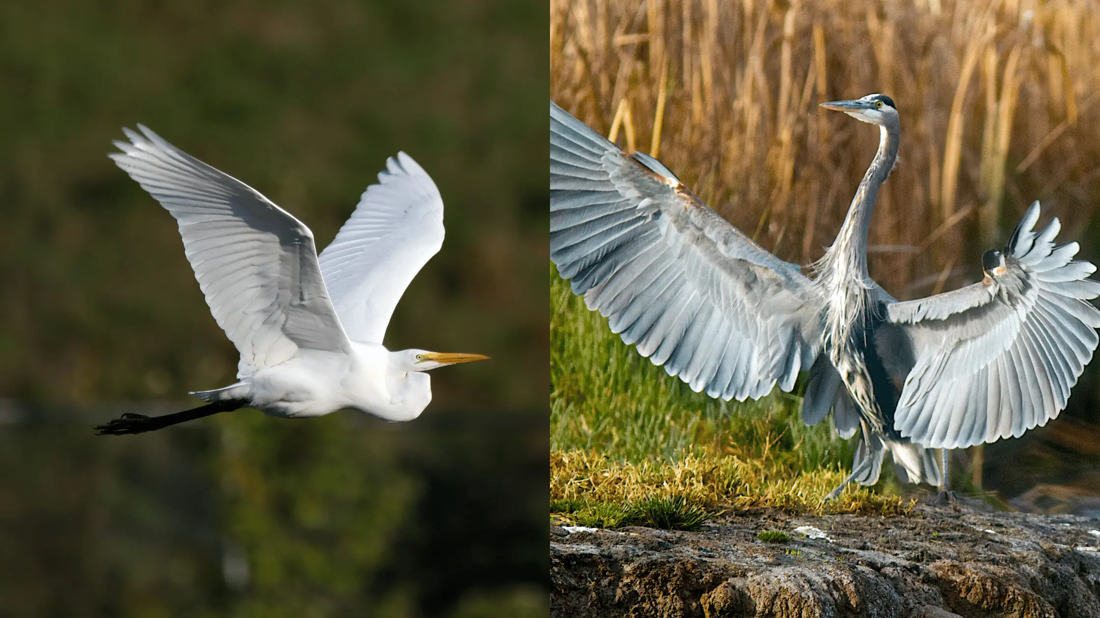 Egret and Heron