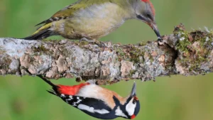 Two Woodpeckers