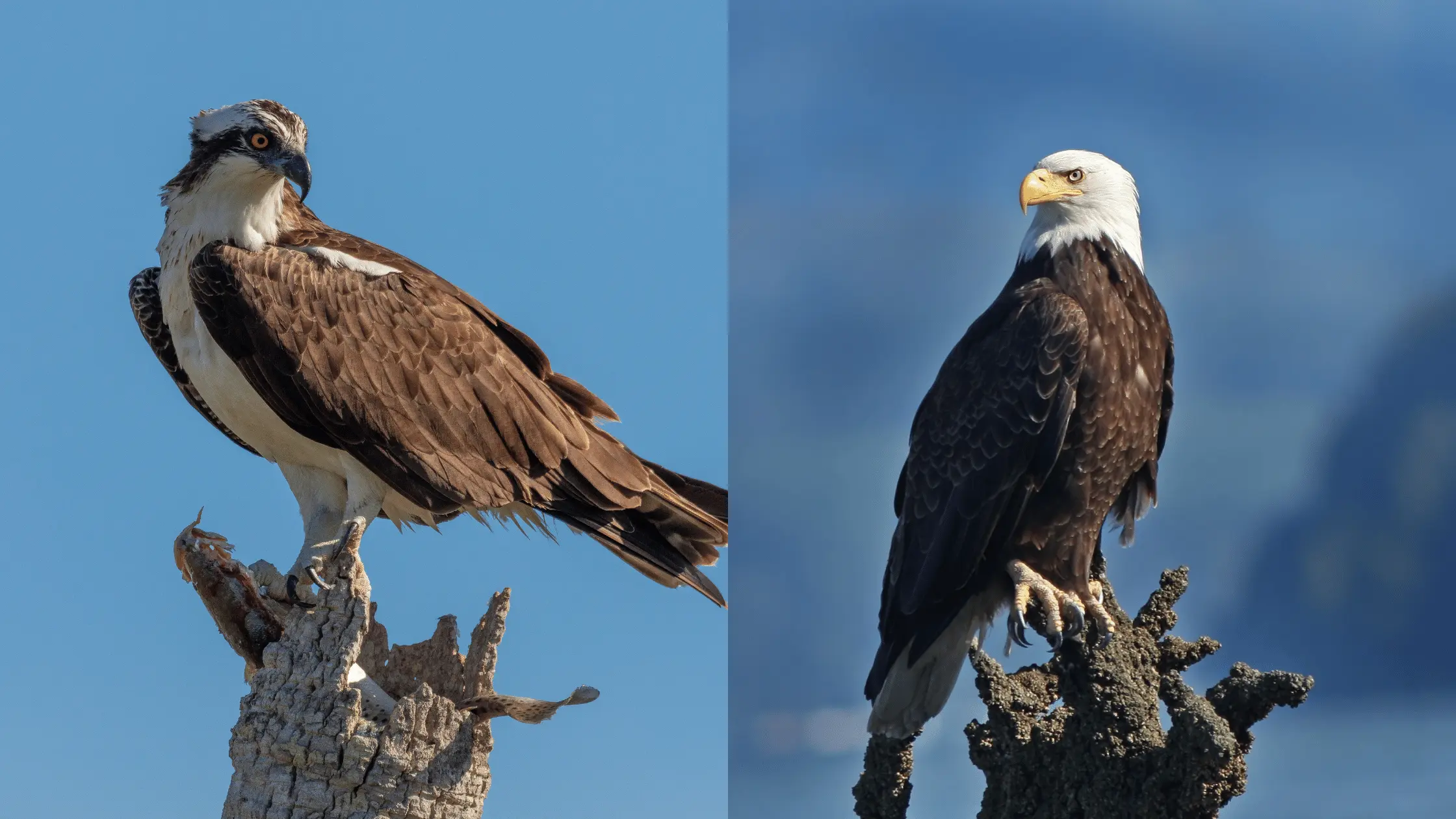 Osprey and Eagle