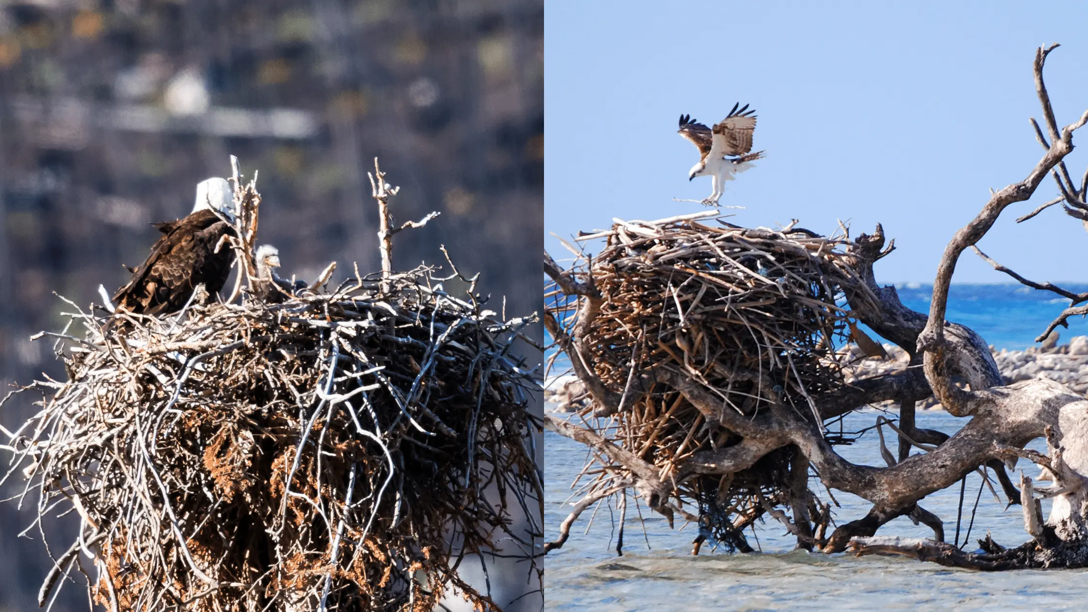 Eagle Nest vs Osprey Nest