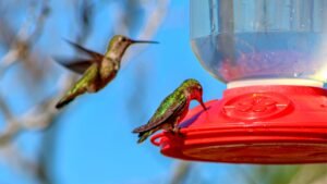 hummingbird food