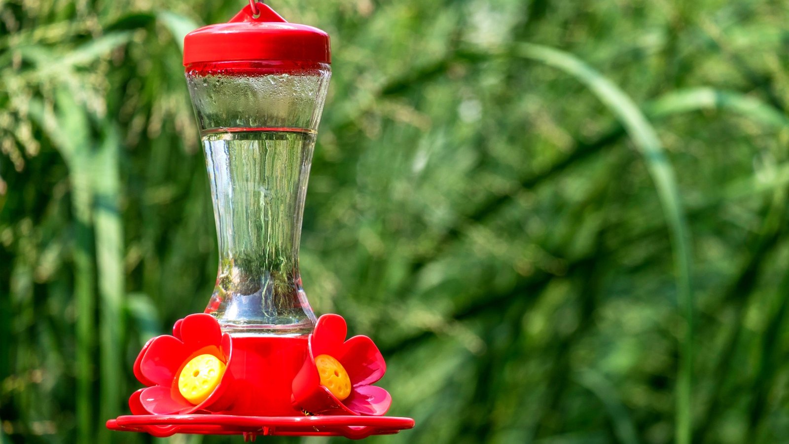 Hummingbird Feeder