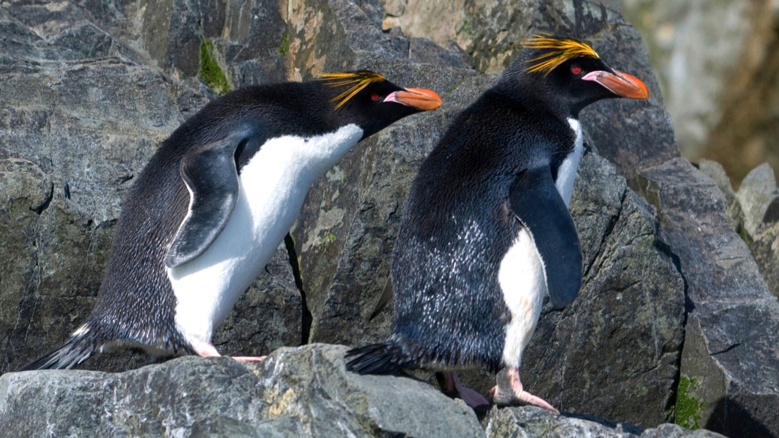 Macaroni Penguins