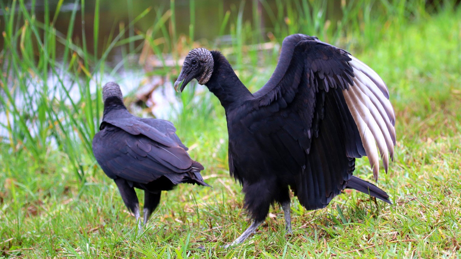 Black Vultures