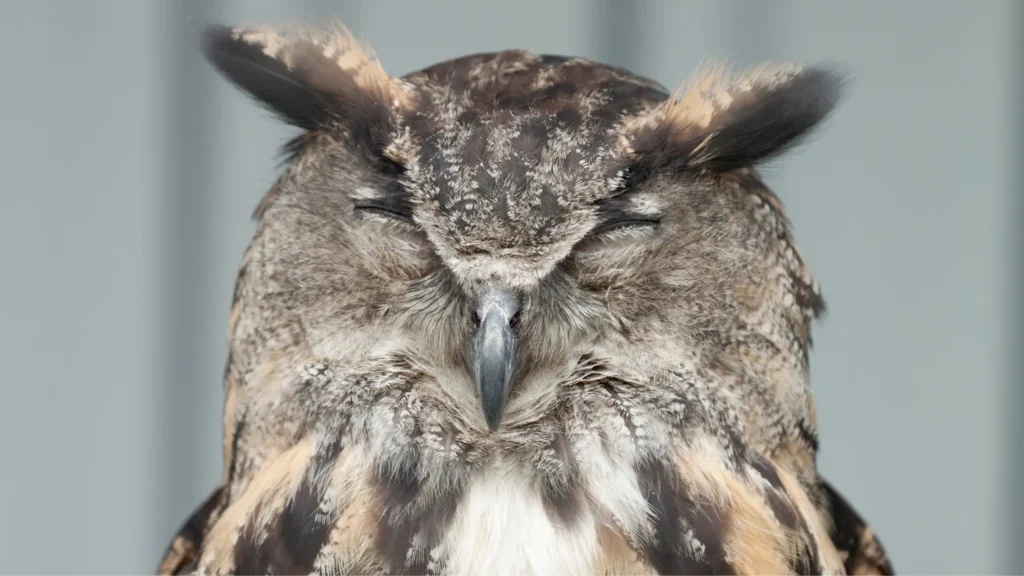 sleeping owl