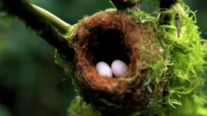 Hummingbird Eggs in a Nest