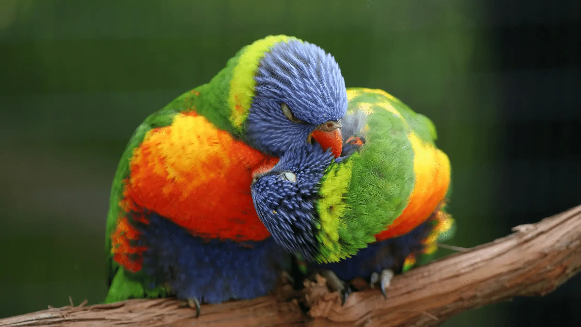 Lovebirds