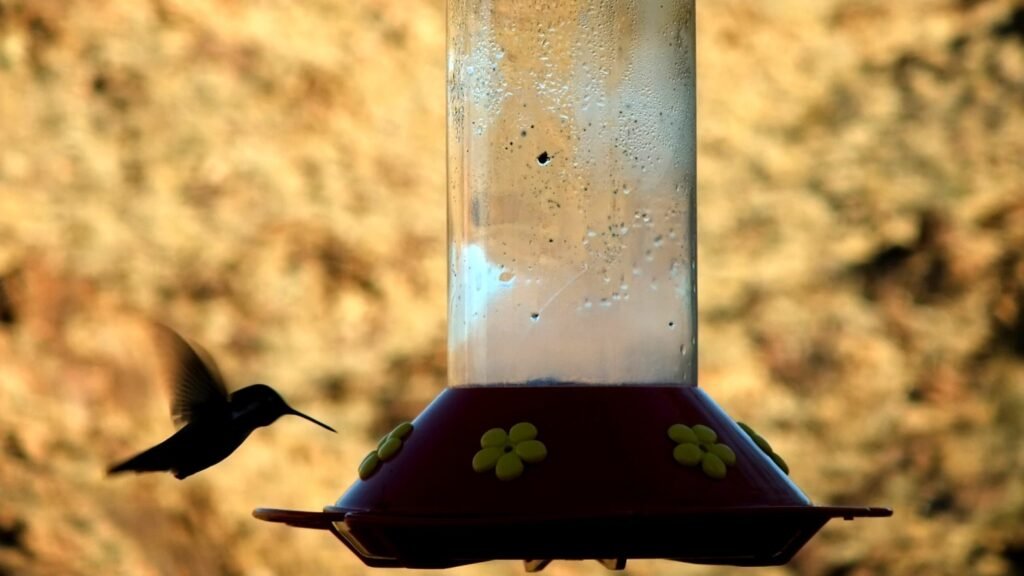 How to Keep Ants Out of Hummingbird Feeders Bird Watching Journal