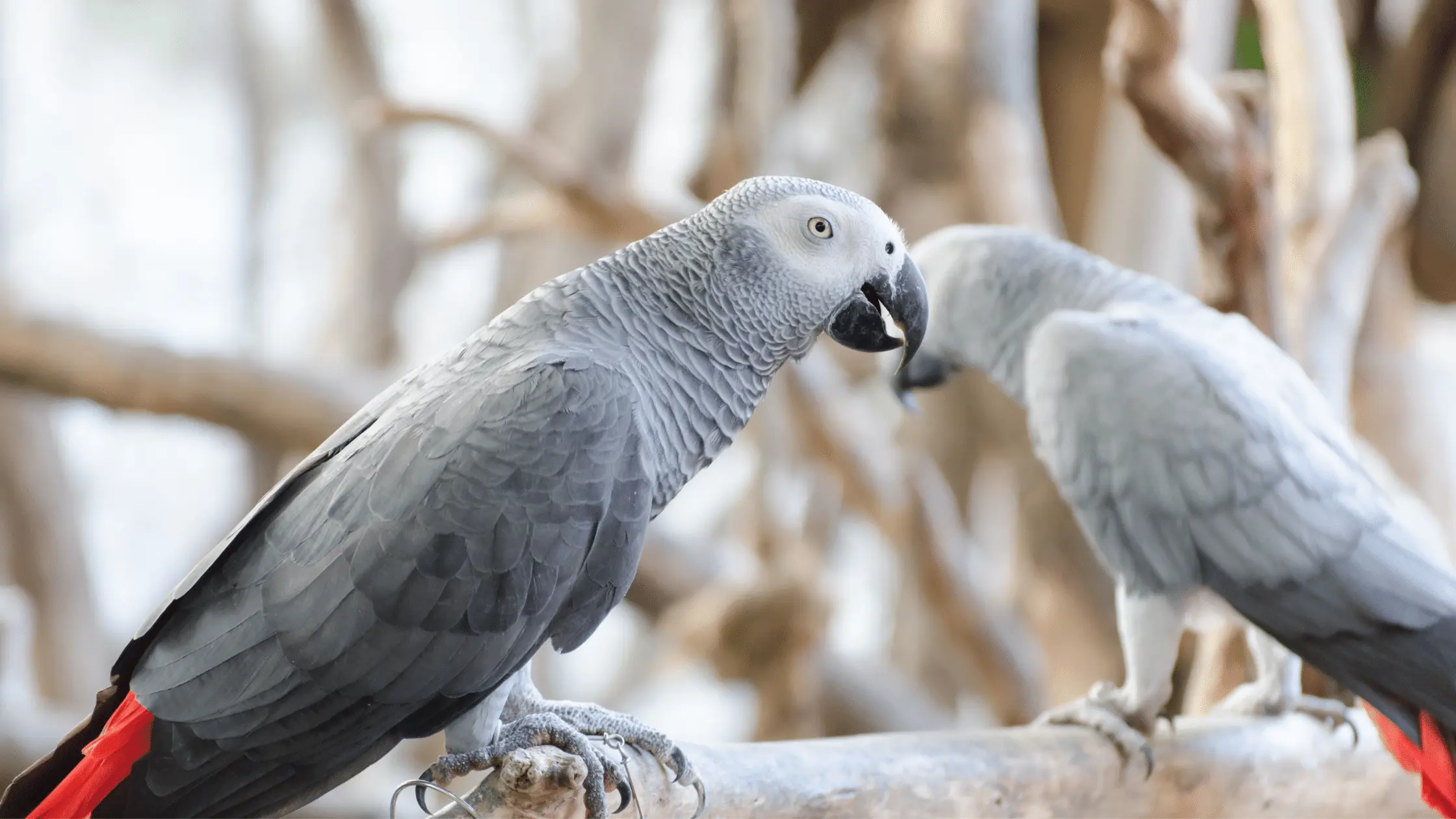 African Grey Parrots