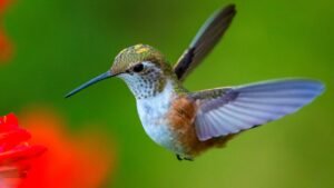 hummingbird wing speed