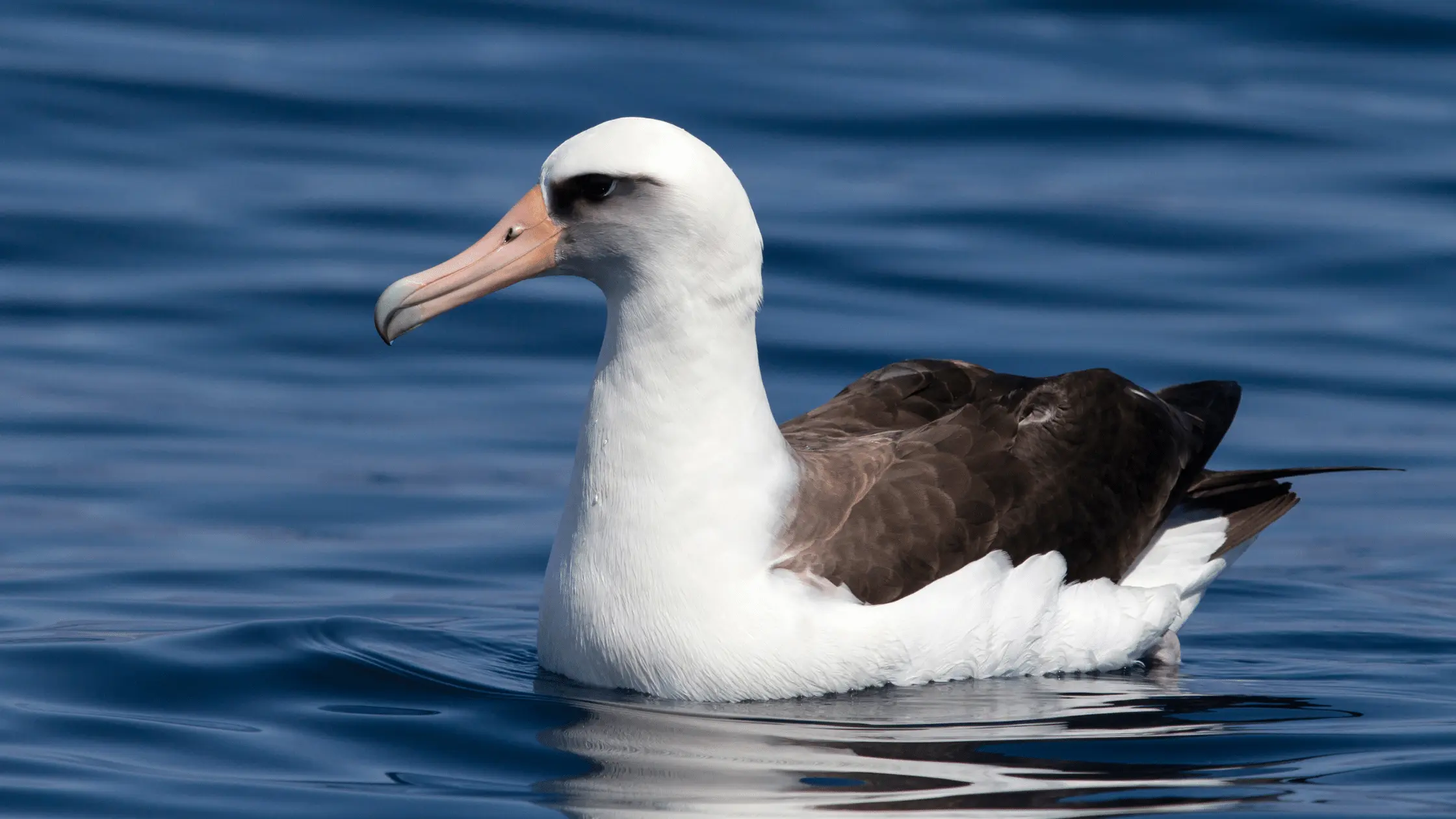 Laysan Albatross