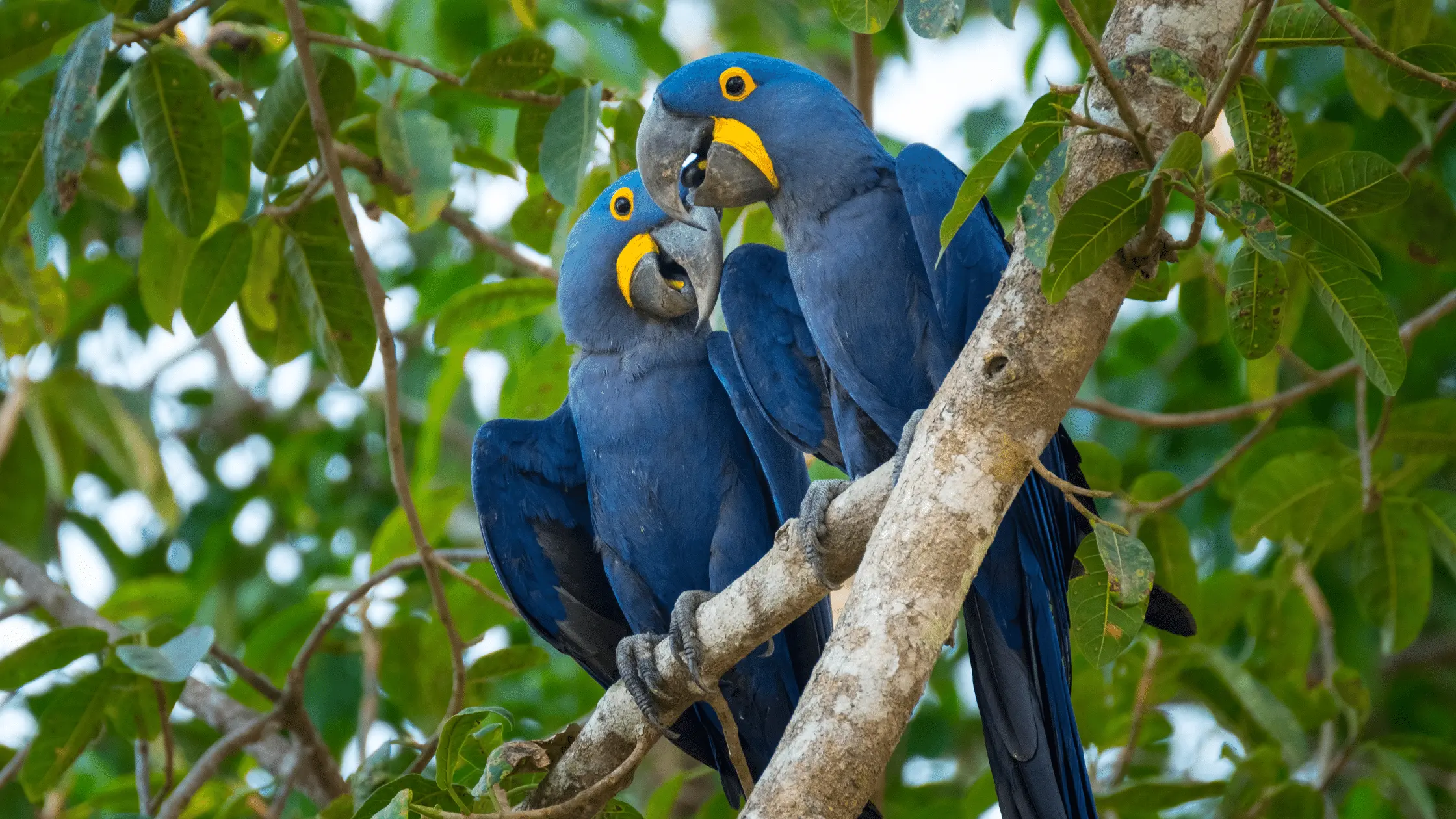 Hyacinth Macaw