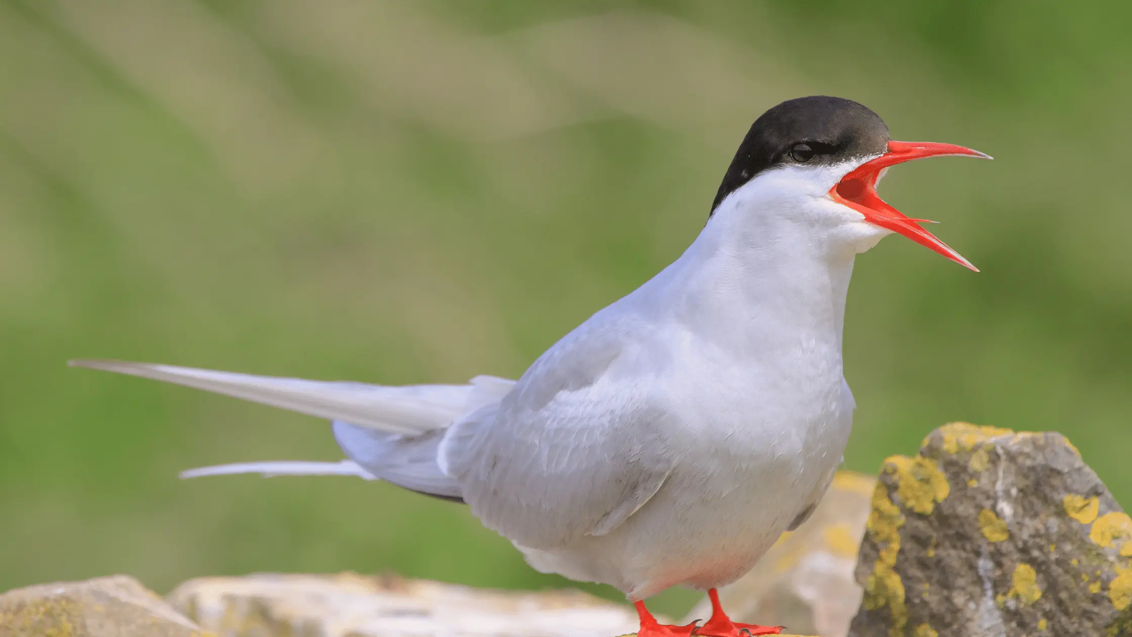 Arctic Terns