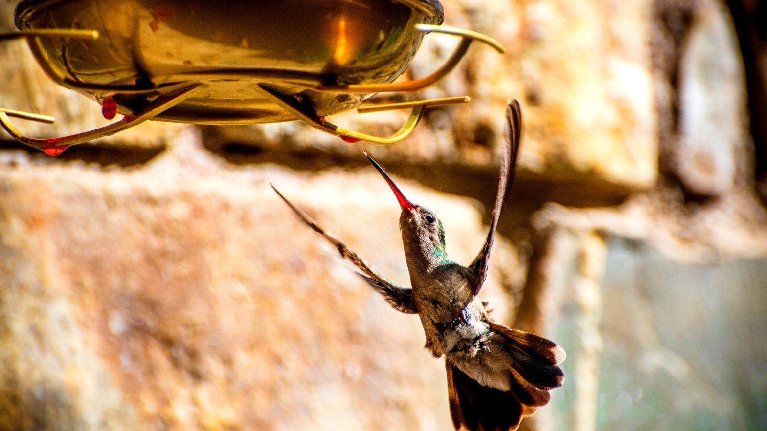 Hummingbird Food Without Sugar