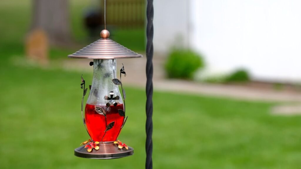 Where To Hang Hummingbird Feeder Bird Watching Journal