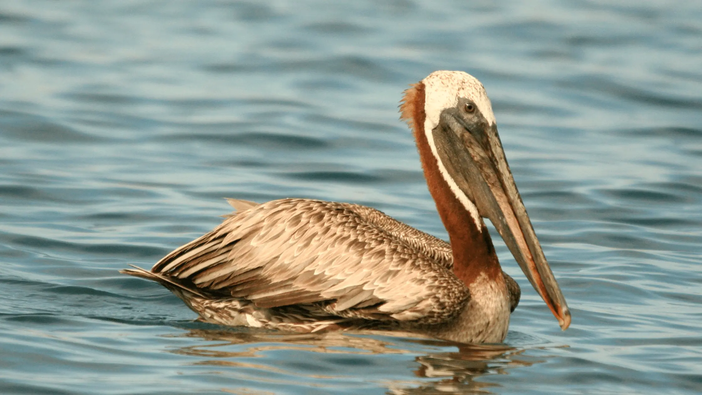 Brown Pelicans