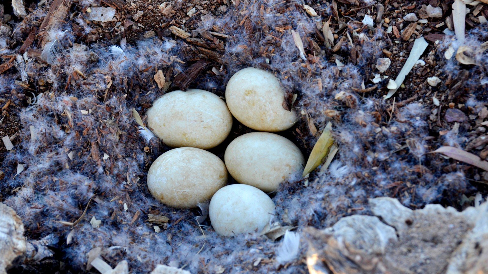 Goose Eggs