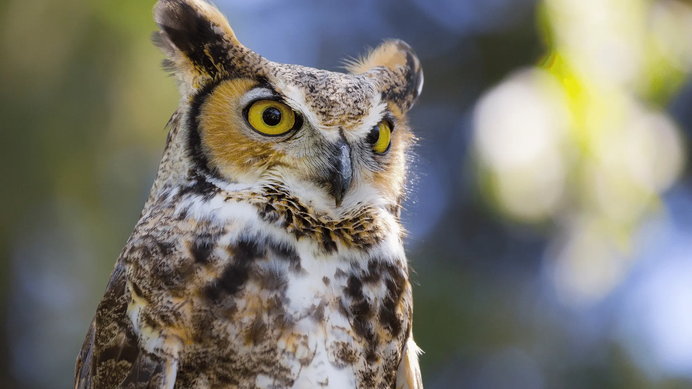 Great Horned Owl