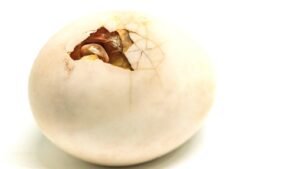 Hatching Goose Egg