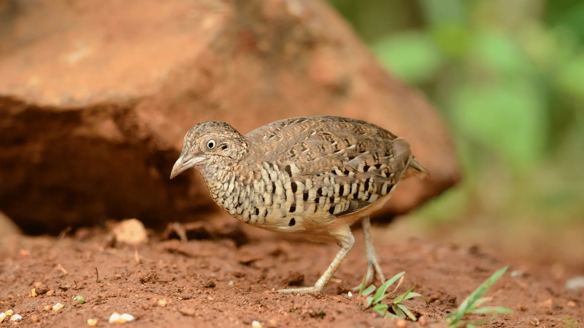 Buttonquail