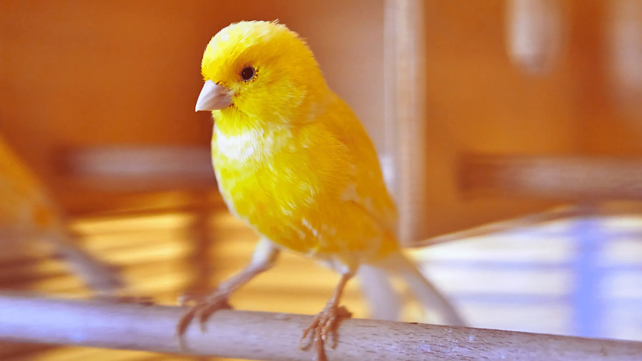 Canary