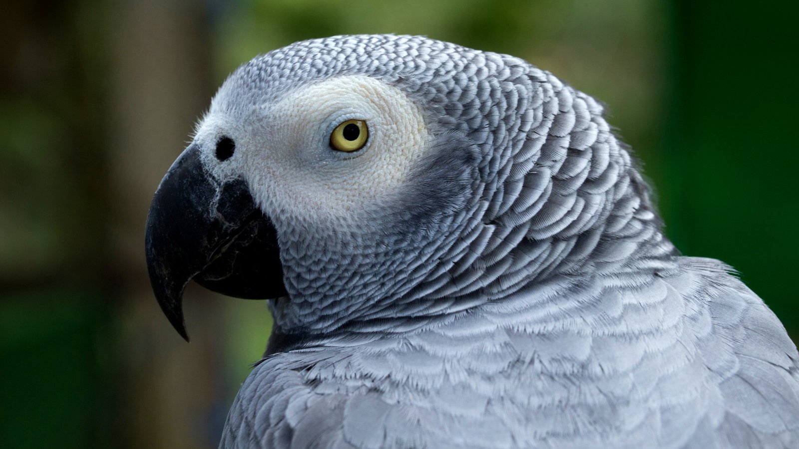 The African Gray Parrot