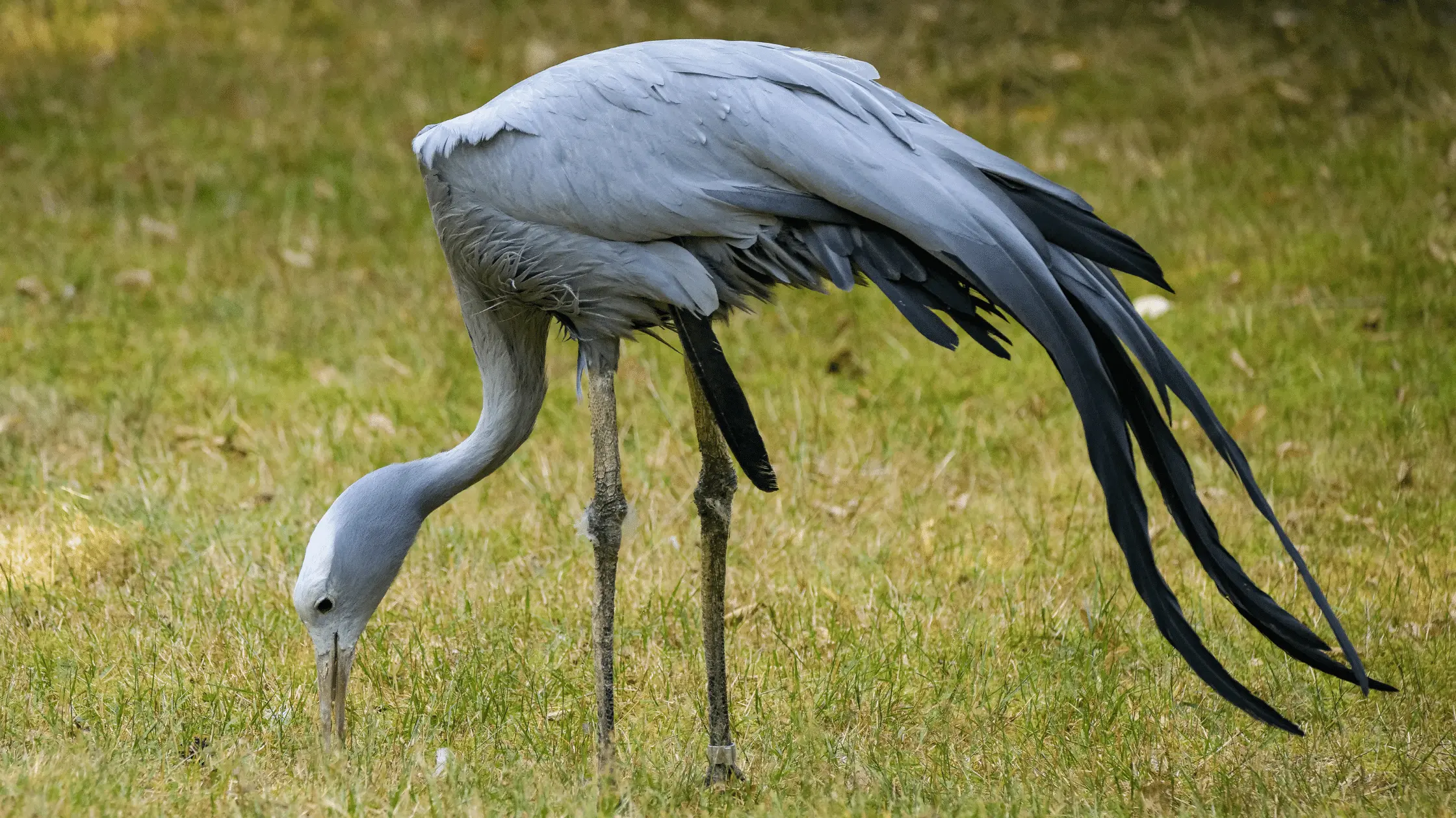 Crane vs Heron – How to Tell the Differences – Bird Watching Journal