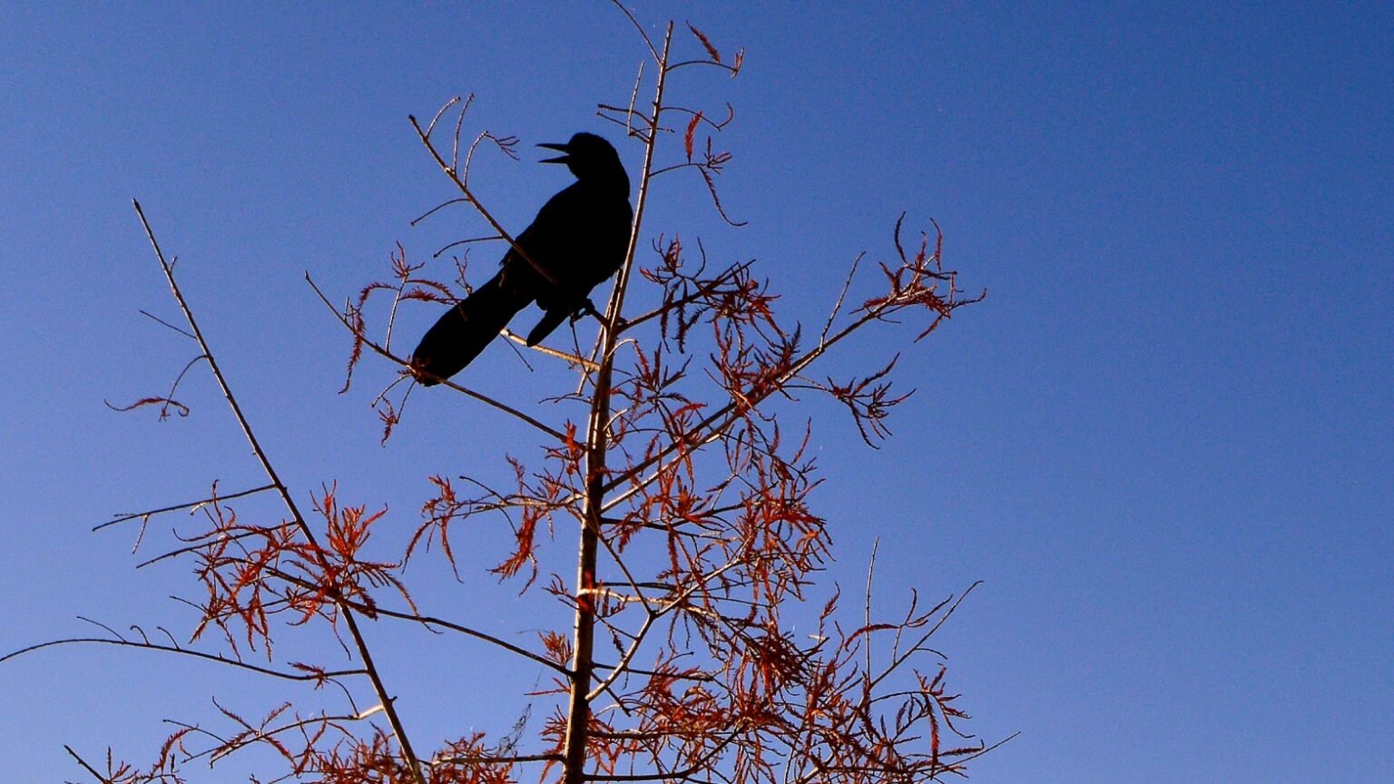 Why Do Birds Chirp in the Morning? Bird Watching Journal