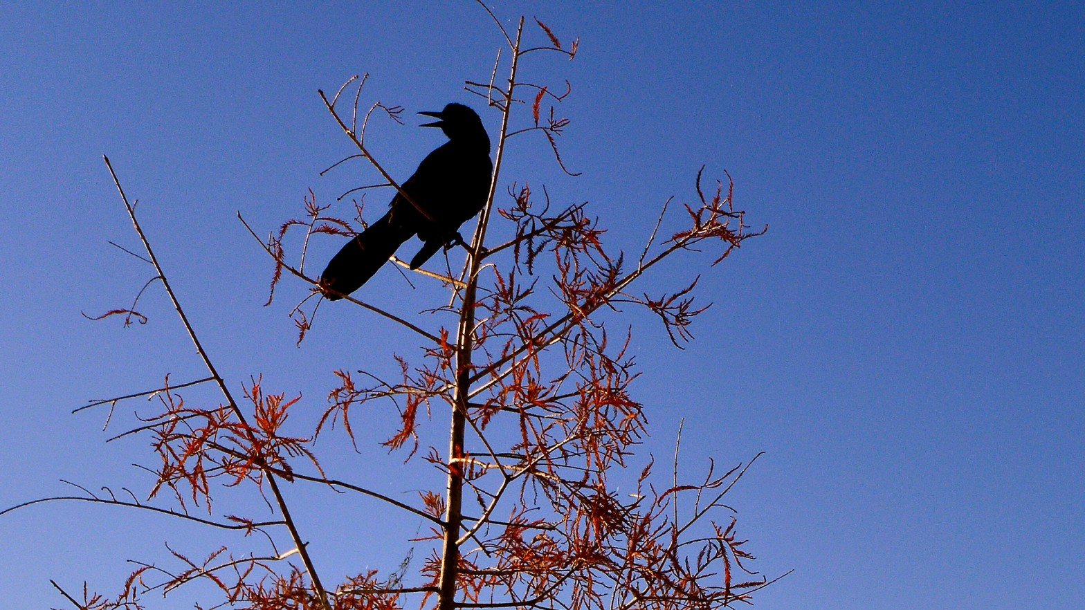 Bird Chirping early Morning