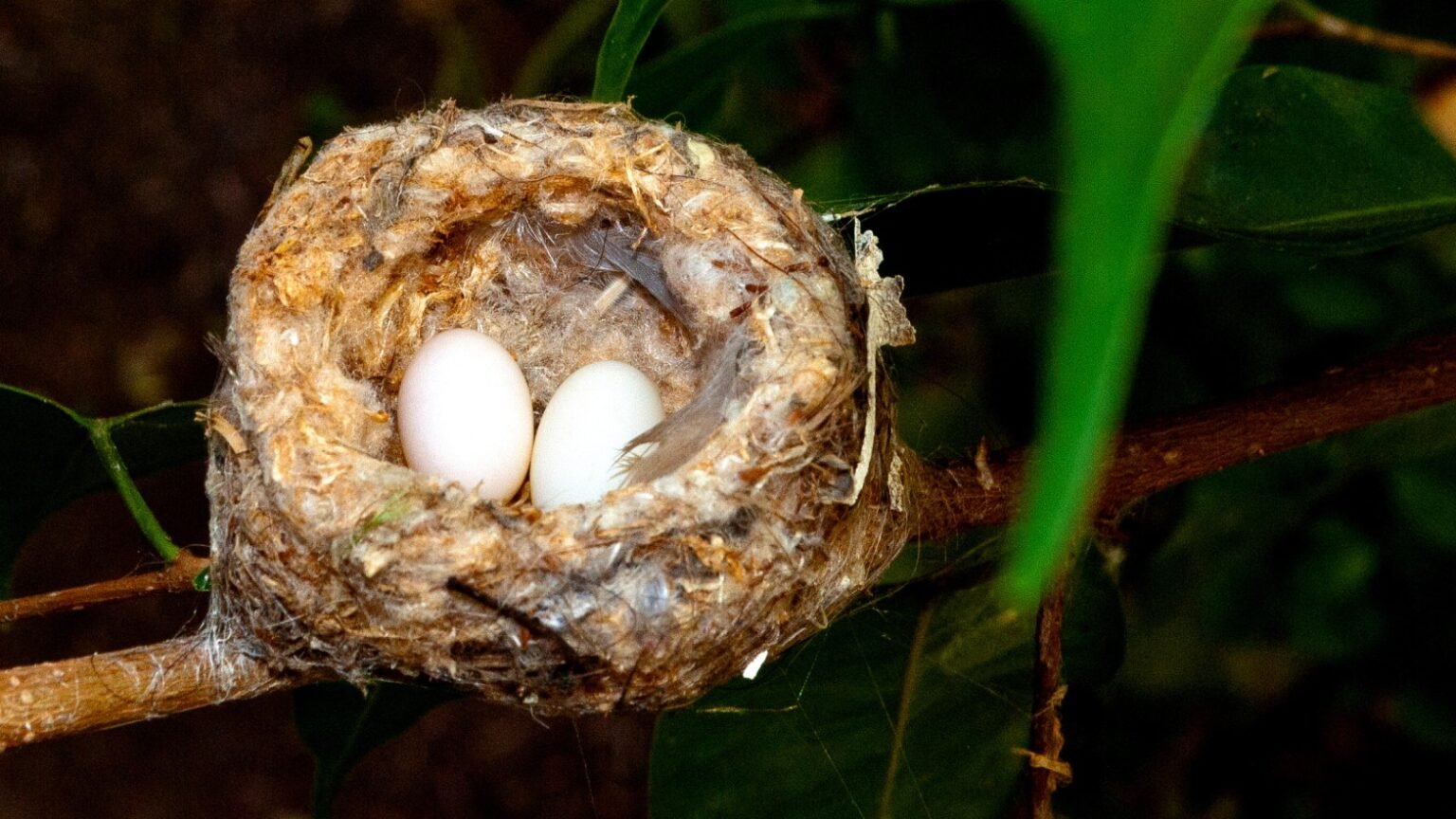 Dove Egg Incubation and Hatching Bird Watching Journal