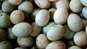 Duck Egg Incubation