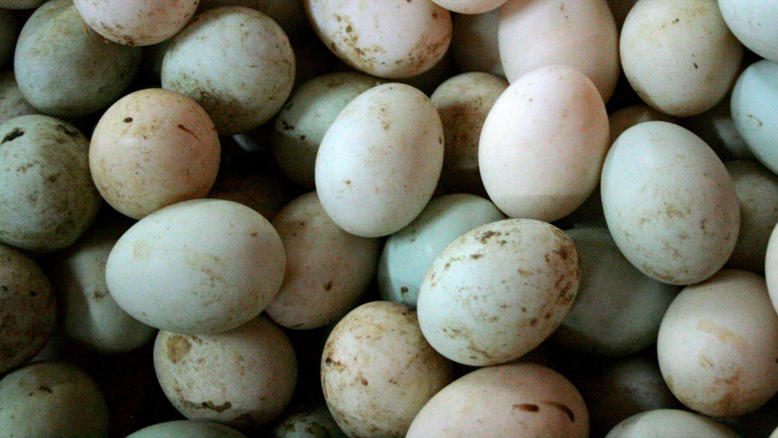 Duck Egg Incubation And Hatching Bird Watching Journal   Bird Blog 43 