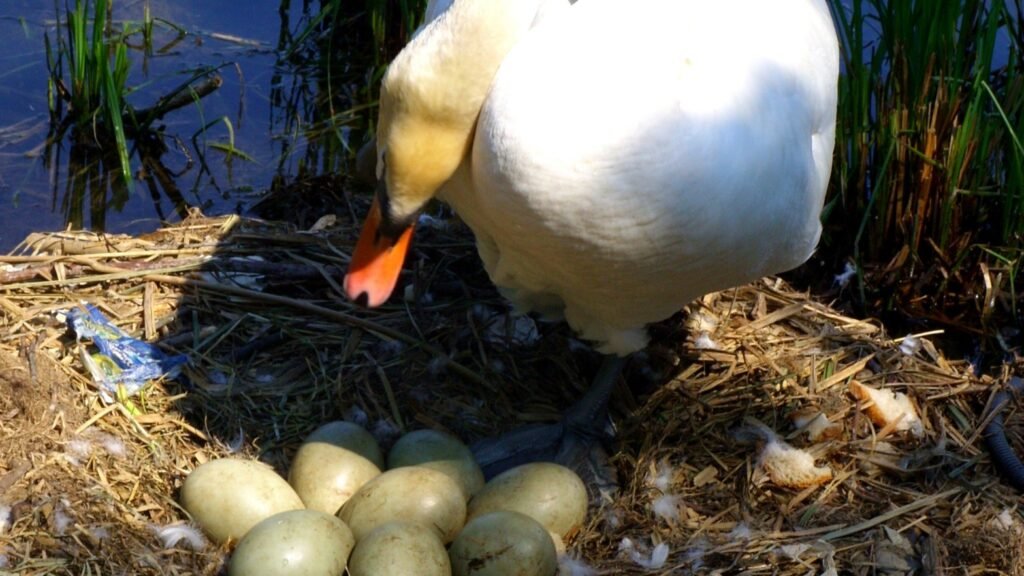 Natural Duck Egg Incubation