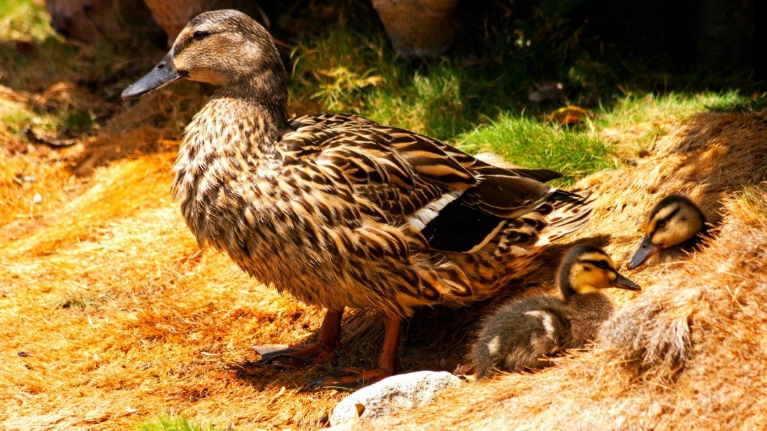 Duck hatchling