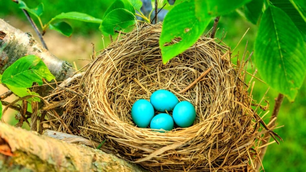 Dove Egg Incubation and Hatching Bird Watching Journal