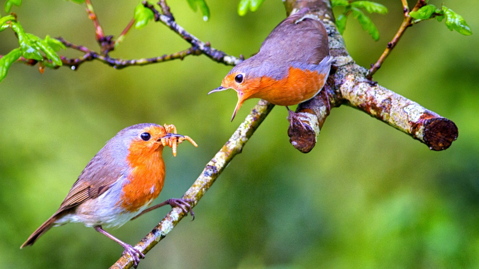 Robin mating