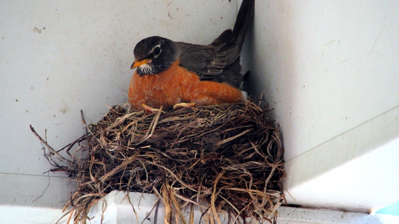 Robin sitting on eggs