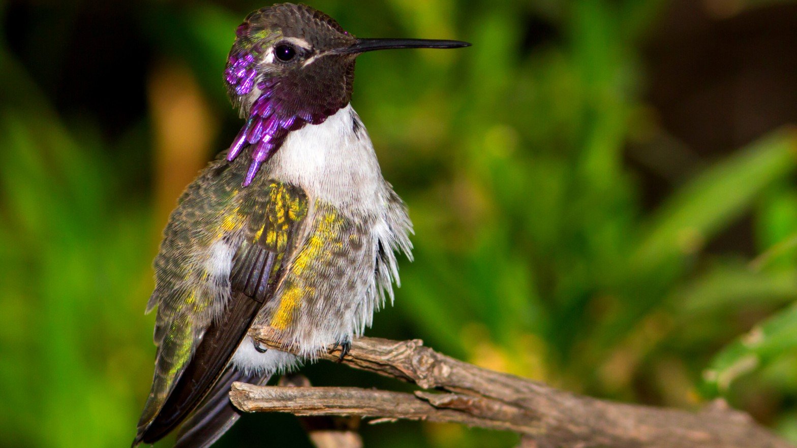 Costa's Hummingbird 