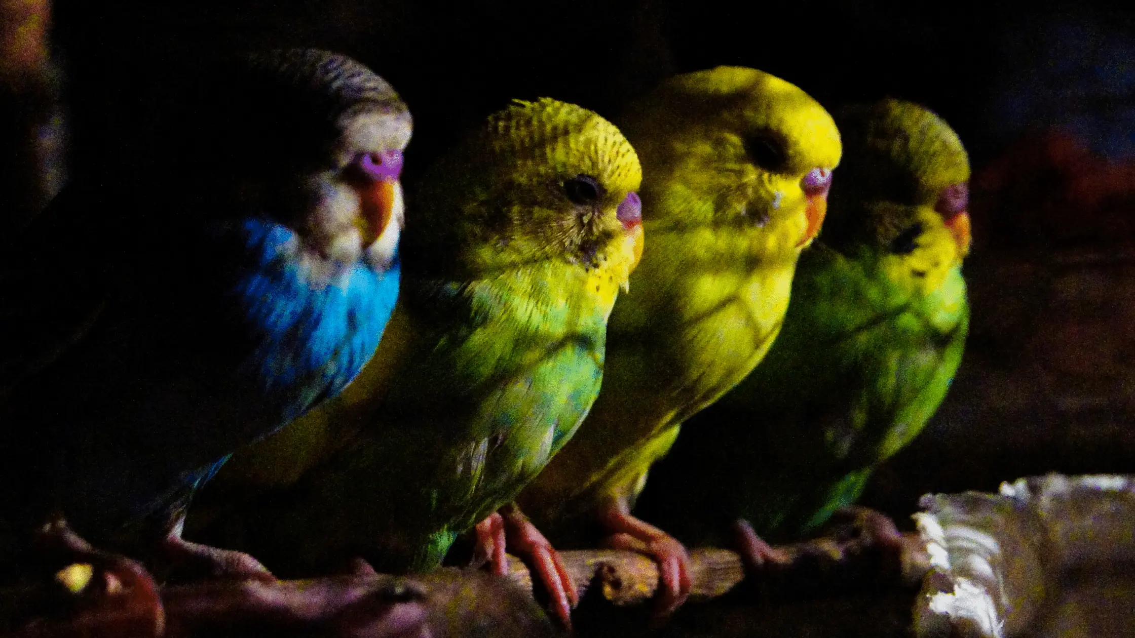 Birds at Night