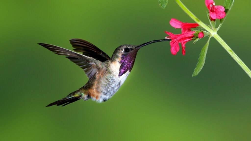 Lucifer Hummingbird 