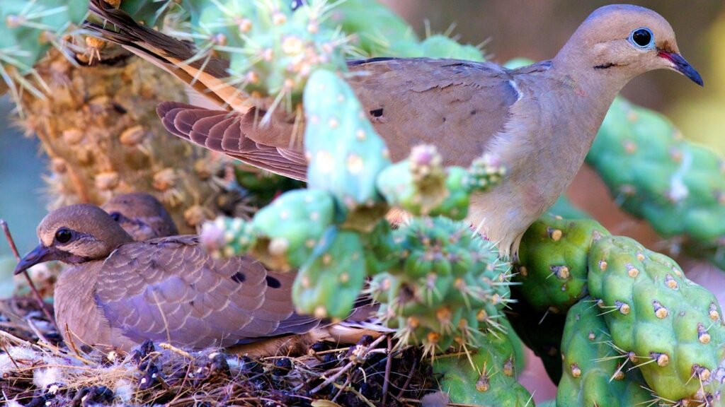 dove nest