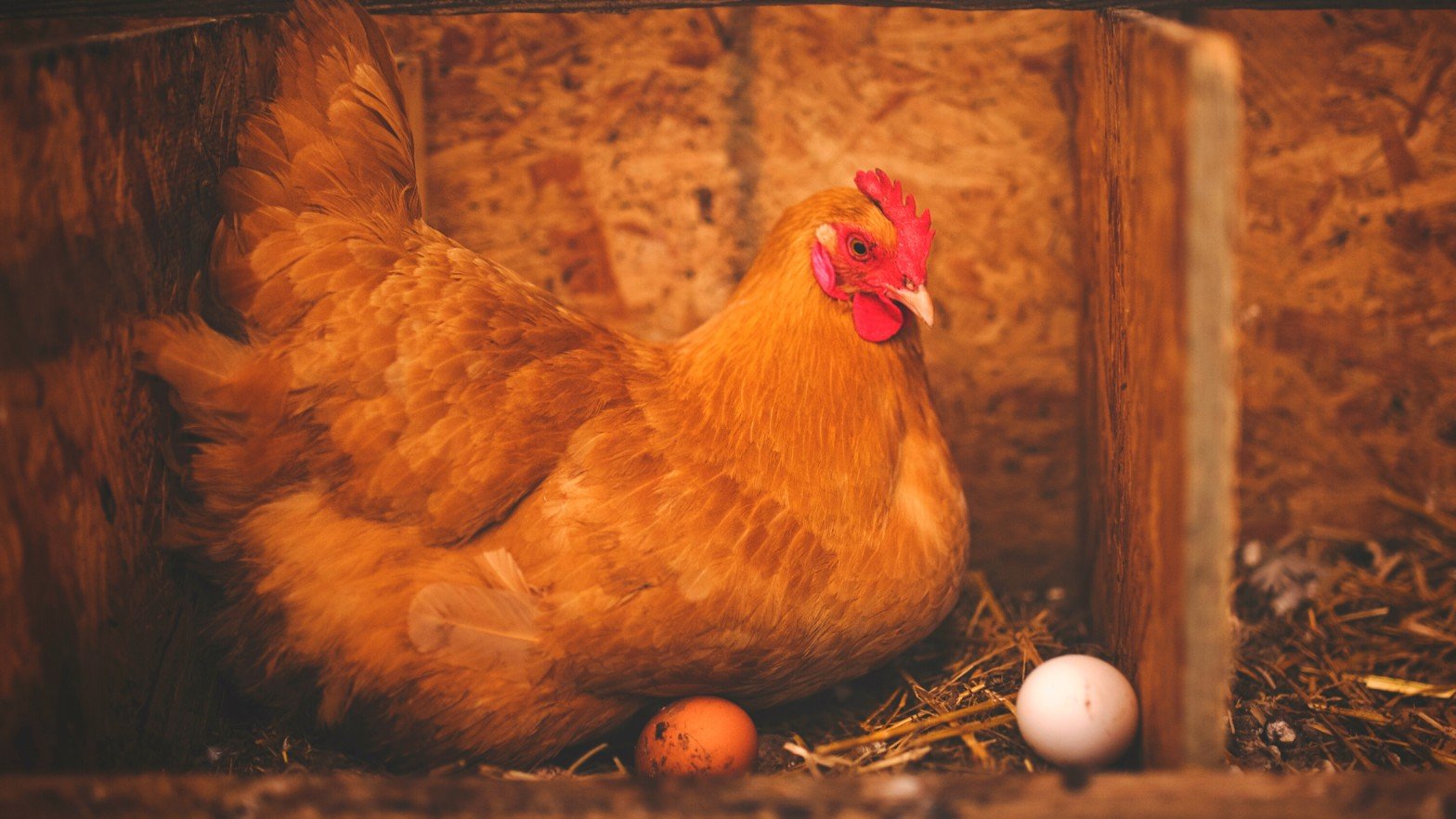 Chicken Egg hatching