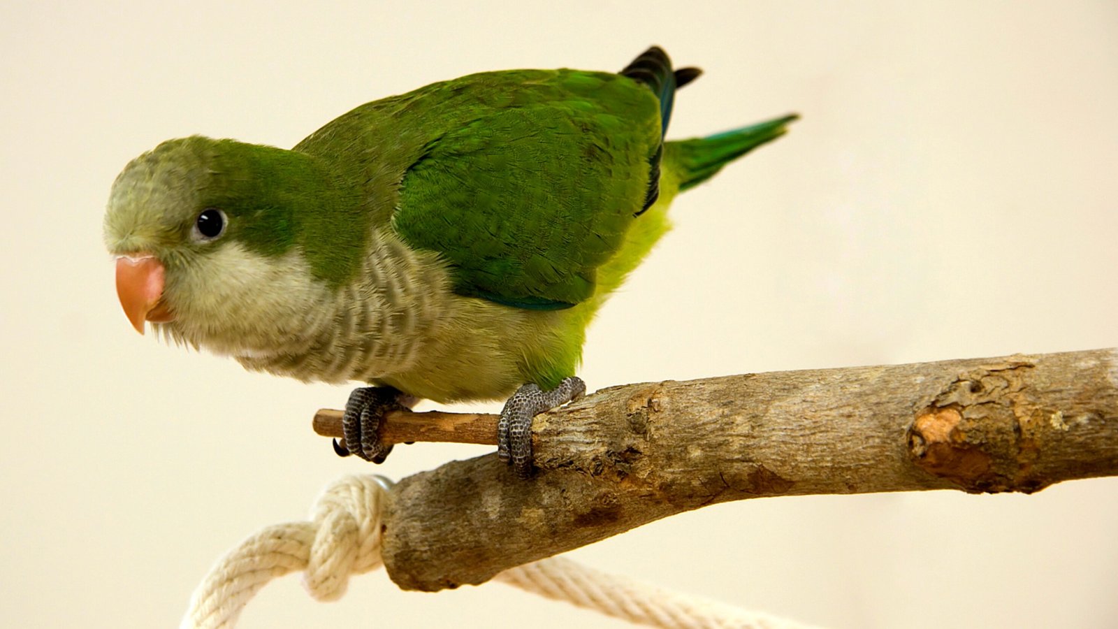 monk parrot