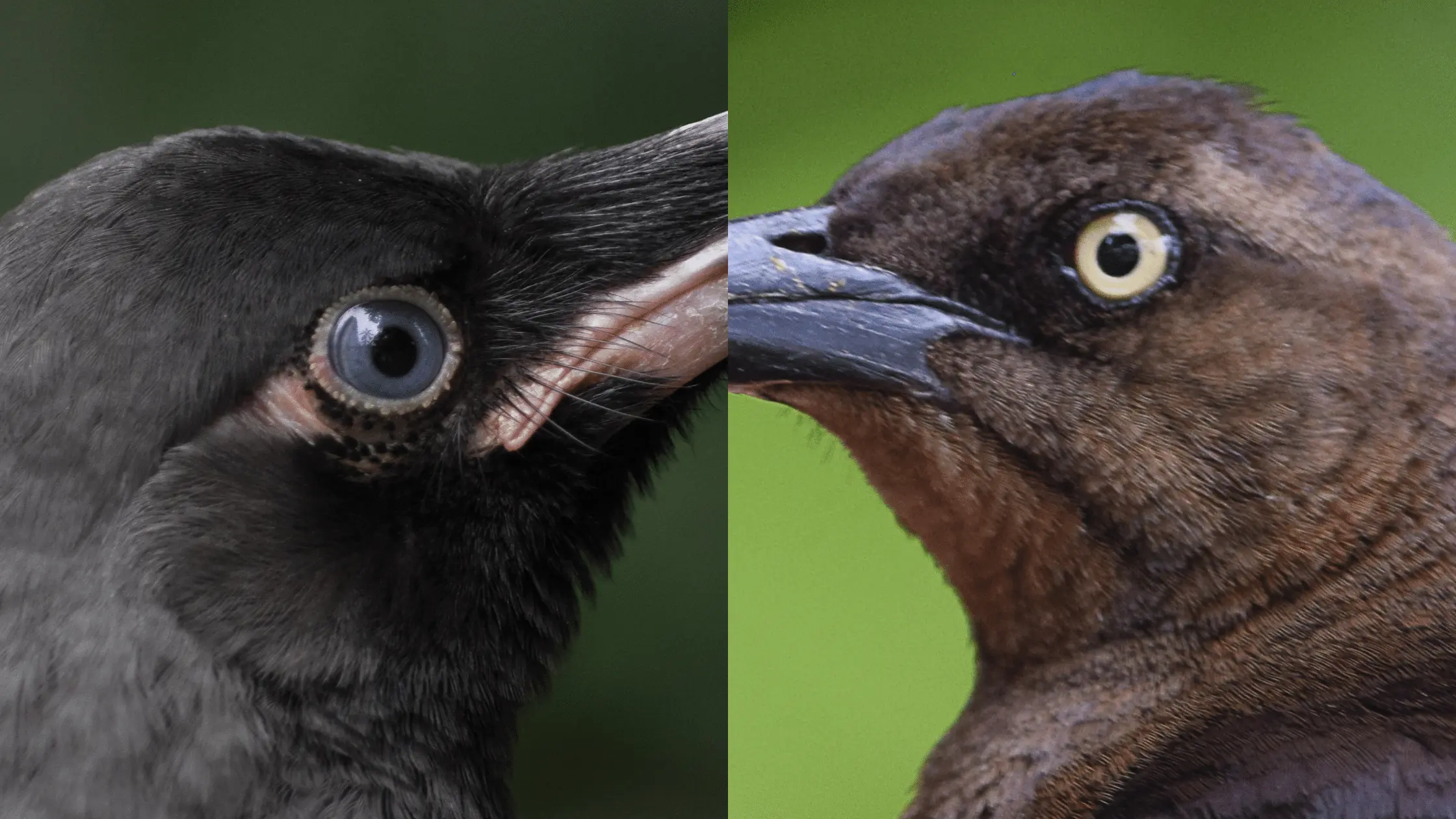 Eyes of a Grackle and Crow