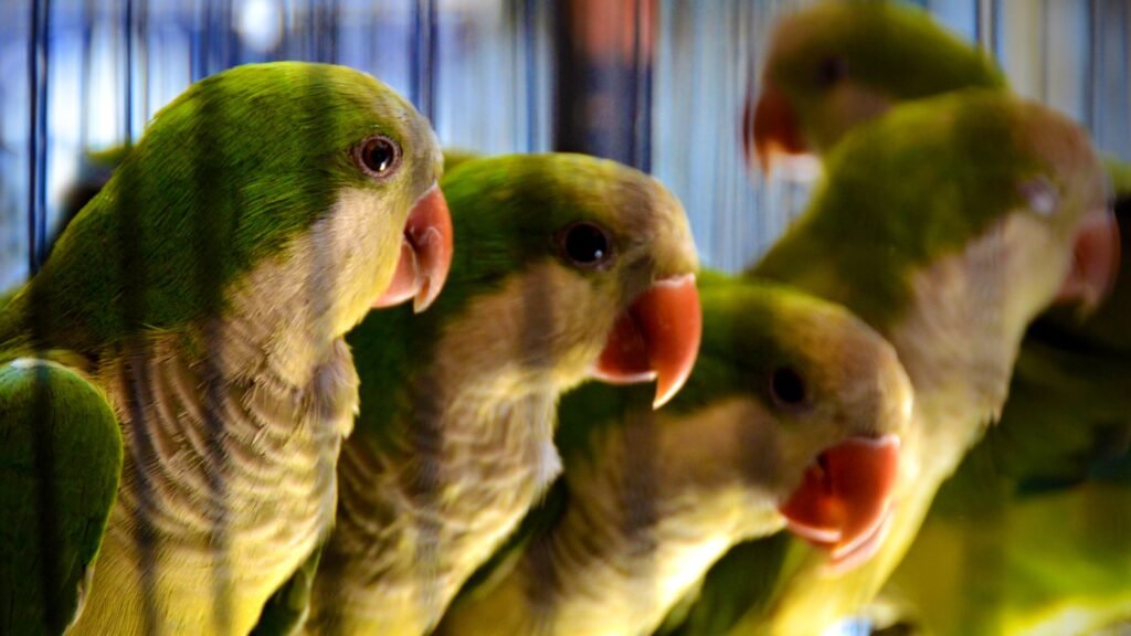 quaker parrot as pets