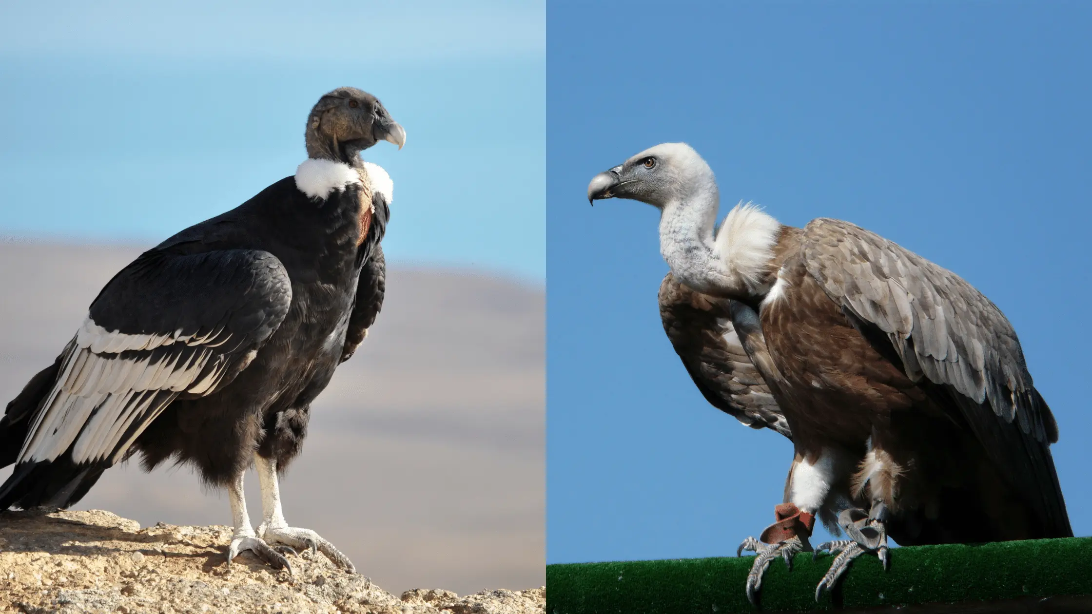 Condors And Vultures