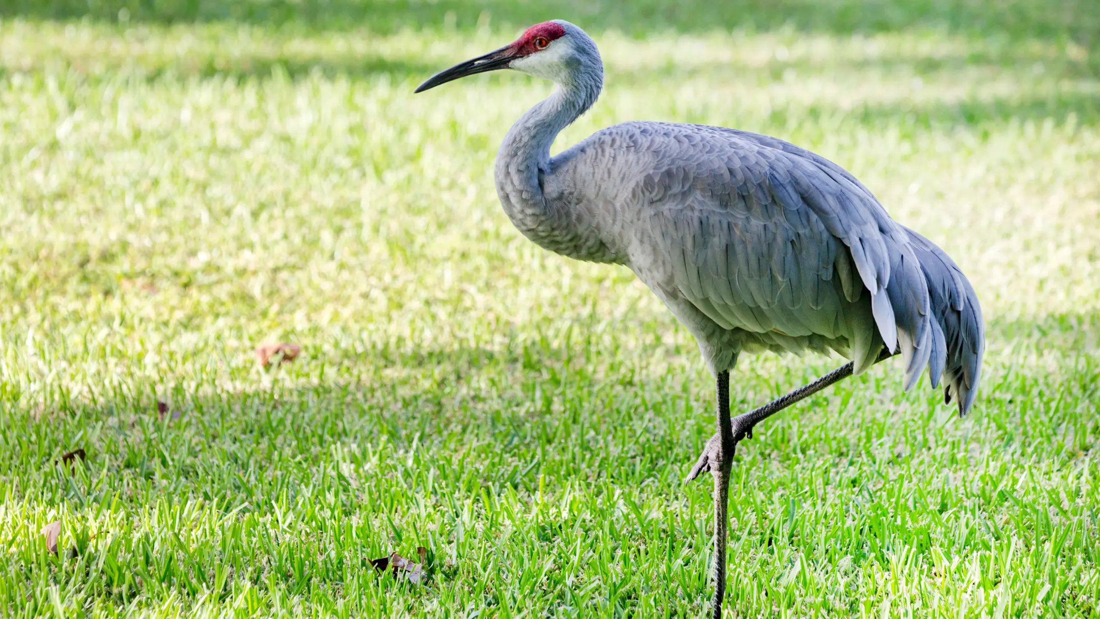 A Crane